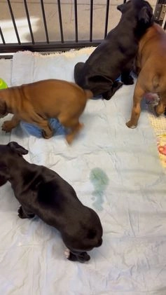 Boxer dogs for sale: Bruno - Video 3