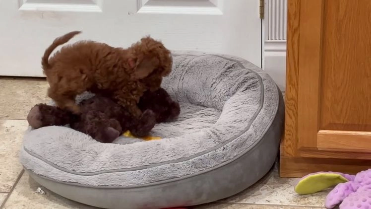 Toy Poodle dogs for sale: Toy Poodle Puppy 4 - Video 1