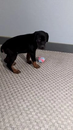 Doberman Pinscher dogs for sale: Lucy  - Video 7