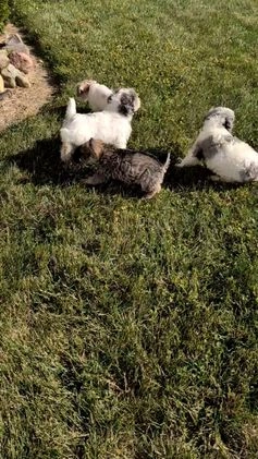 Mixed Breed dogs for sale: Nala - Video 5