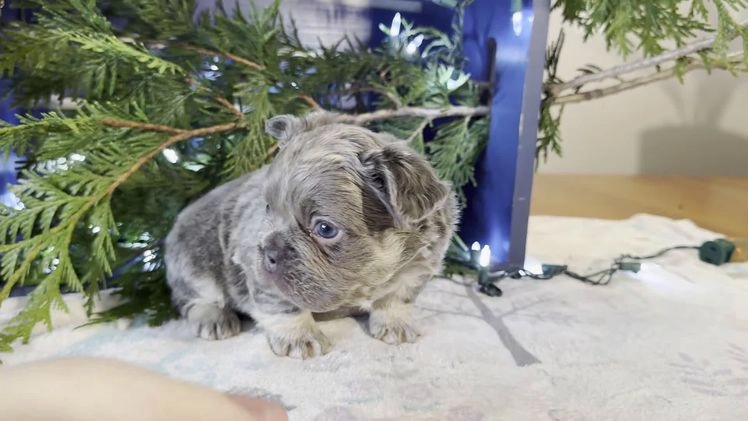 French Bulldog dogs for sale: Damon - Video 1