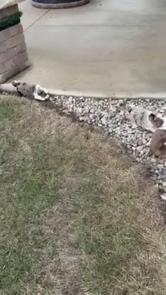 Mini Aussiedoodle dogs for sale: Mini Angel - Video 5