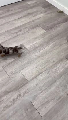 Miniature Dachshund dogs for sale: Snickers - Video 4