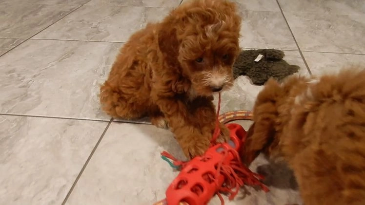 Mini Goldendoodle dogs for sale: Zoey - Video 2