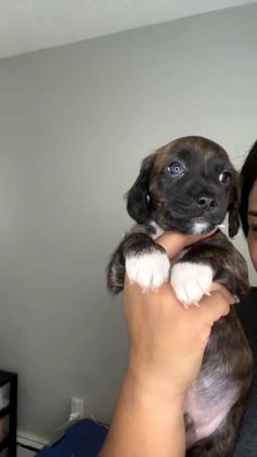 Mixed Breed dogs for sale: Blue Ivy  - Video 1