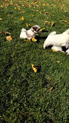 Havanese dogs for sale: Macy - Video 10