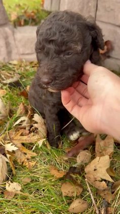 Goldendoodle dogs for sale: Mikey - Video 1