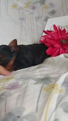 Yorkshire Terrier dogs for sale: Catrina - Video 4