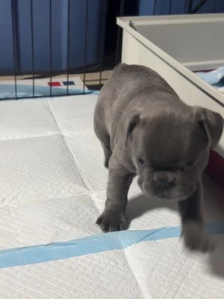 French Bulldog dogs for sale: Georgiana - Video 1