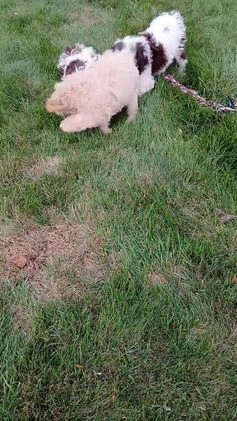 Cockapoo dogs for sale: Patches - Video 2