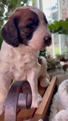 Saint Berdoodles dogs for sale: Banjo - Video 4