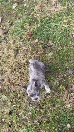 French Bulldog dogs for sale: Earl Gray - Video 1