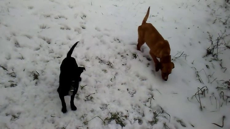 Mixed Breed dogs for sale: Tiny - Video 1