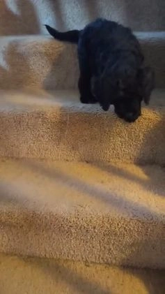 Goldendoodle dogs for sale: Goldendoodle Puppy Collar Pink - Video 9