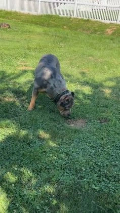 American Bully dogs for stud: Bru - Video 2