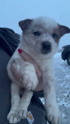 Australian Cattle Dog dogs for sale: Louie - Video 1