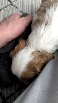 Cavalier King Charles Spaniel dogs for sale: Rover - Video 1