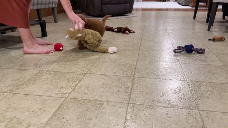 Goldendoodle dogs for sale: Piper - Video 5