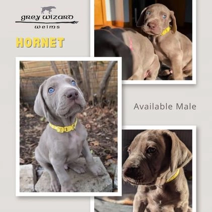 Weimaraner dogs for sale: Hornet - Video 1