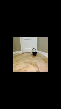 Miniature Schnauzer dogs for sale: Shakespeare  - Video 1