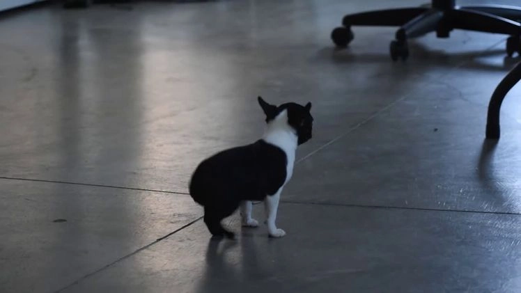 Boston Terrier dogs for sale: Rocket - Video 1