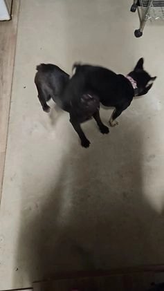 French Bulldog dogs for sale: French Bulldog Puppy 2 - Video 1