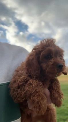 Cavapoo dogs for sale: Rambo - Video 1