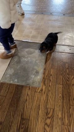 Miniature Dachshund dogs for sale: Tiffany - Video 1