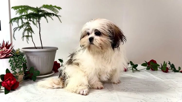 Shih Tzu dogs for sale: Keturah - Video 3