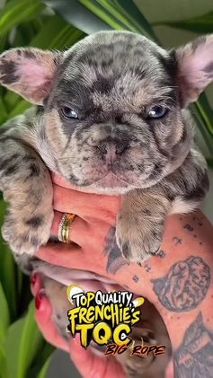 French Bulldog dogs for sale: ROSE - Video 2