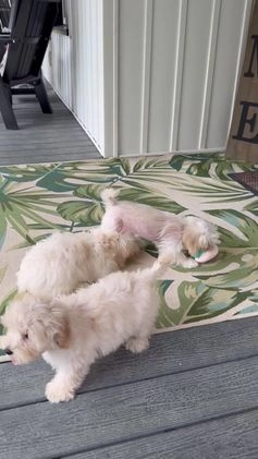 Mixed Breed dogs for sale: Manny - Video 1