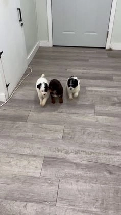 Miniature Poodle dogs for sale: Oreo - Video 1