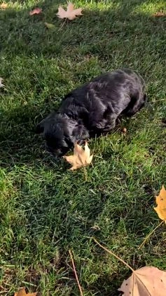 Cocker Spaniel dogs for sale: Rocco - Video 5