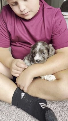 Cockapoo dogs for sale: Fir - Video 1