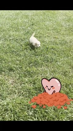 Maltipoo dogs for sale: Cherry - Video 1