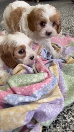 Cavapoo dogs for sale: Sadie - Video 2