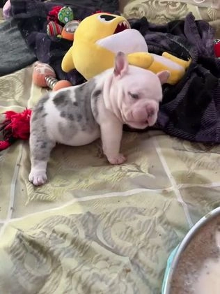 American Bully dogs for sale: American Bully Puppy 8 - Video 1