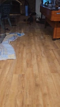 Mixed Breed dogs for sale: Star - Video 6