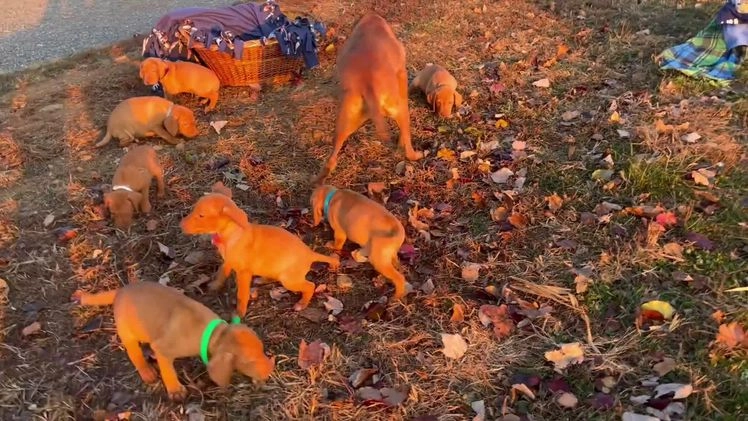 Vizsla dogs for sale: XMAS READY ❤️Sarge🎄Akc Registration🐾Call 717-405-2915 - Video 1