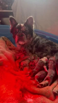 French Bulldog dogs for sale: Fluffy Blue Irish Pied Boy - Video 1