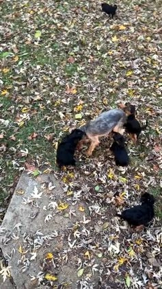 Yorkshire Terrier dogs for sale: Yorkshire Terrier Puppy 1 - Video 3