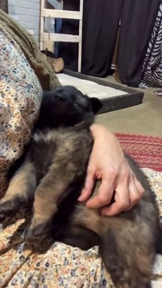 German Shepherd dogs for sale: ♥️SWEET SABLE ♥️ - Video 2