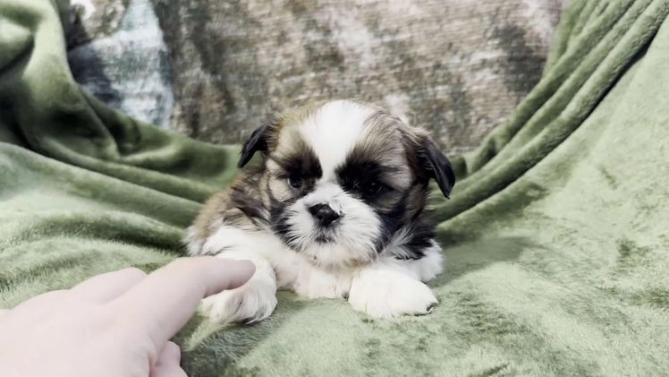 Shih Tzu dogs for sale: Duncan - Video 1