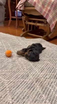 Doxiepoo dogs for sale: Isabelle - Video 2