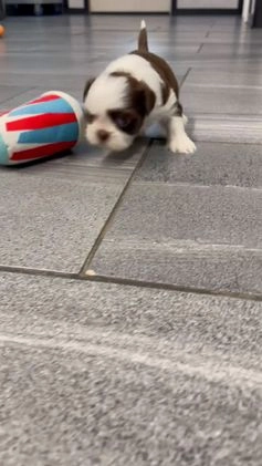 Shih Tzu dogs for sale: Skye - Video 1