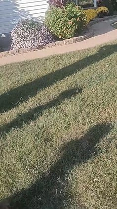 Shiba Inu dogs for sale: Shiba Inu Puppy 1 - Video 1