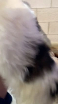 Cockapoo dogs for sale: Ace - Video 2