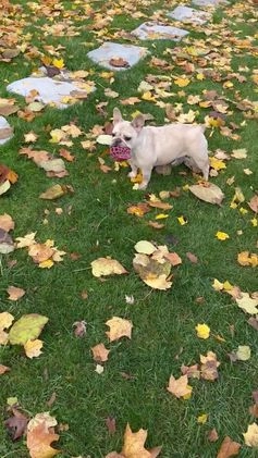 French Bulldog dogs for sale: French Bulldog Puppy 1 - Video 1
