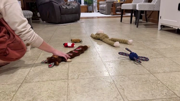 Goldendoodle dogs for sale: Piper - Video 3