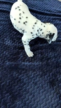 Dalmatian dogs for sale: Sadie - Video 1